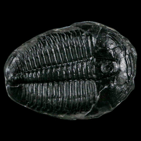 1.2" Elrathia Kingi Trilobite Fossil Utah Cambrian Age 521 Million Years Old COA