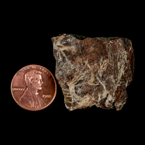 1.3" Maiasaura Hadrosaur Dinosaur Rib Bone Fossil Two Medicine FM Montana COA - Fossil Age Minerals