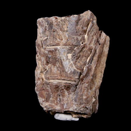 1.9" Xiphactinus Audax Fossil Vertebrae Cretaceous Era Fish Niobrara FM Kansas