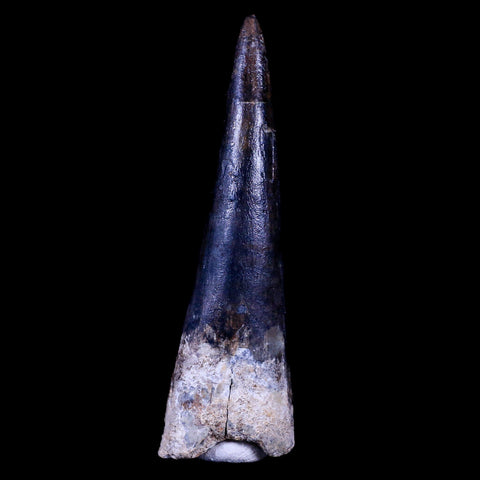 XL 3.4" Spinosaurus Fossil Tooth 100 Mil Yrs Old Cretaceous Dinosaur COA & Stand - Fossil Age Minerals