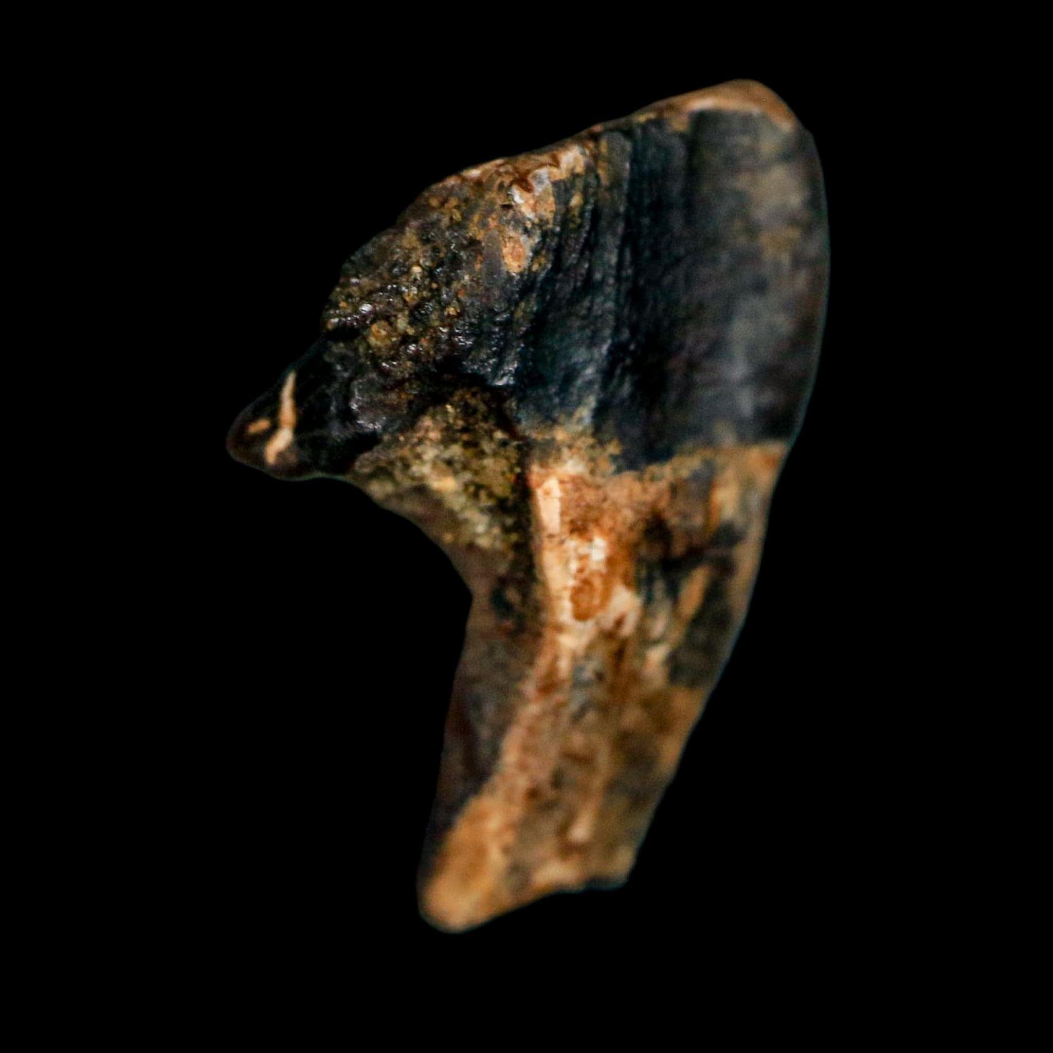 0.7" Triceratops Fossil Crown Tooth Hell Creek FM Cretaceous Dinosaur MT COA - Fossil Age Minerals
