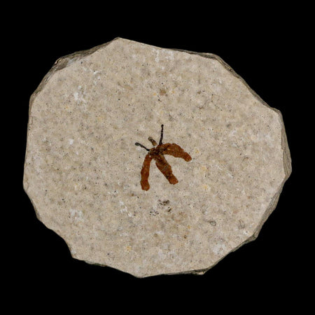 0.4 Detailed Fossil March Fly Insect Green River FM Uintah County UT Eocene Age