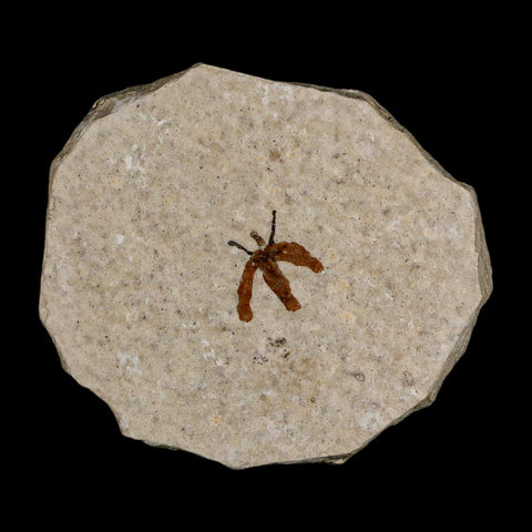 0.4 Detailed Fossil March Fly Insect Green River FM Uintah County UT Eocene Age