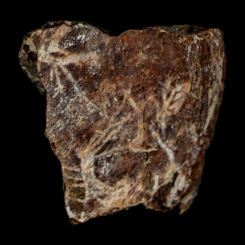 1.3" Maiasaura Hadrosaur Dinosaur Rib Bone Fossil Two Medicine FM Montana COA - Fossil Age Minerals