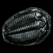 1.2" Elrathia Kingi Trilobite Fossil Utah Cambrian Age 521 Million Years Old COA