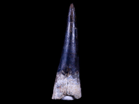 XL 3.4" Spinosaurus Fossil Tooth 100 Mil Yrs Old Cretaceous Dinosaur COA & Stand - Fossil Age Minerals
