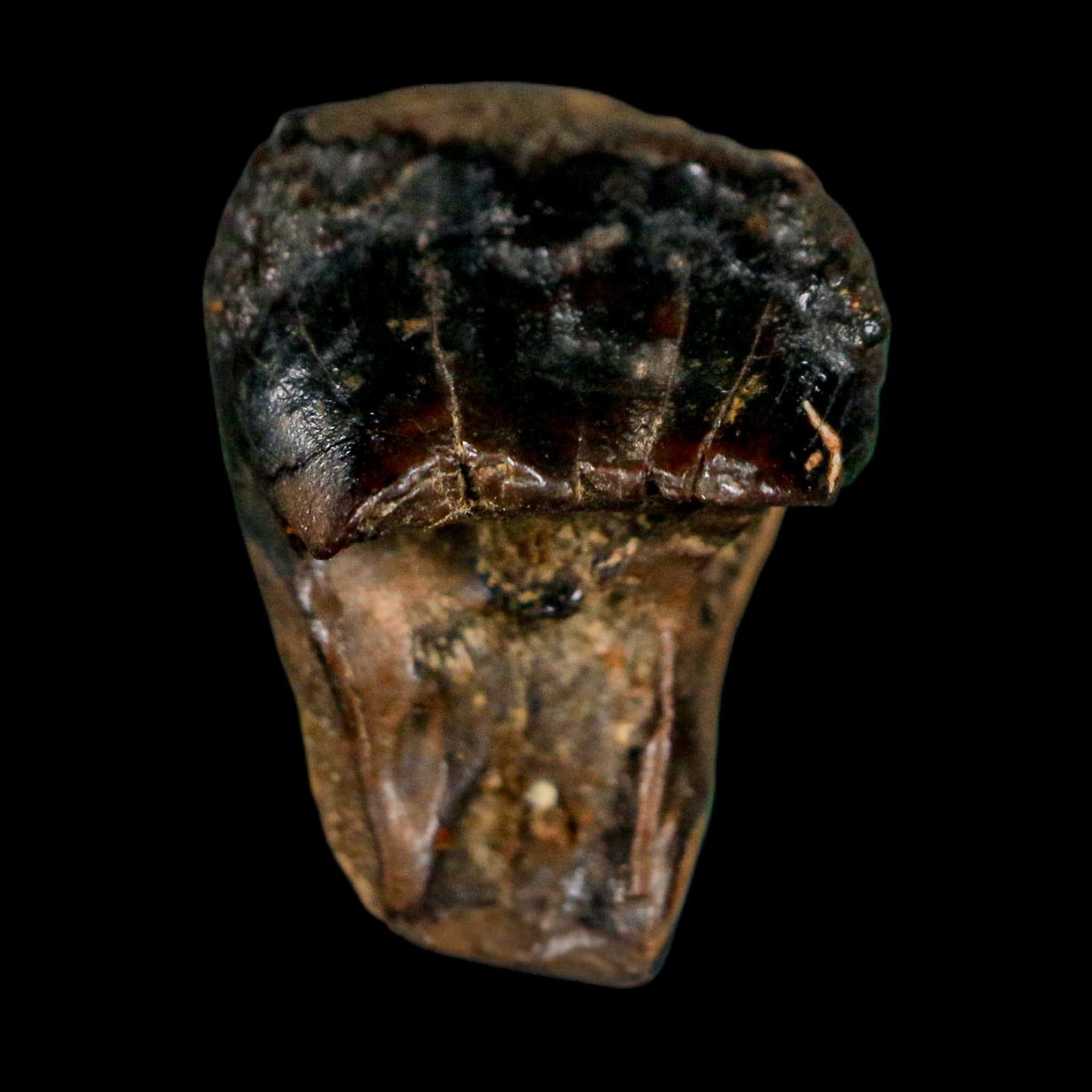 0.7" Triceratops Fossil Crown Tooth Hell Creek FM Cretaceous Dinosaur MT COA - Fossil Age Minerals
