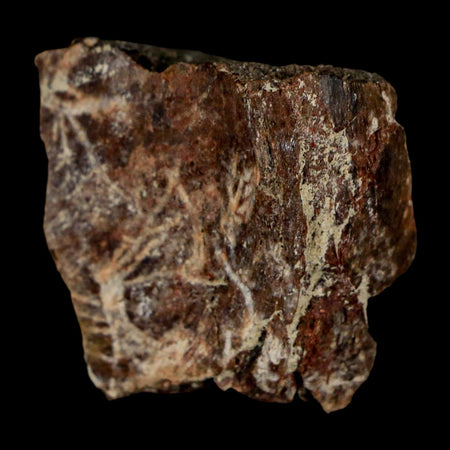 1.3" Maiasaura Hadrosaur Dinosaur Rib Bone Fossil Two Medicine FM Montana COA