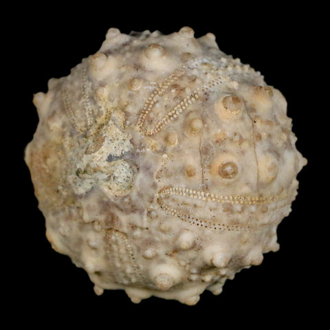 34MM Detailed Fossil Goniopygus Sp Sea Urchin Echinoid Cretaceous Morocco - Fossil Age Minerals