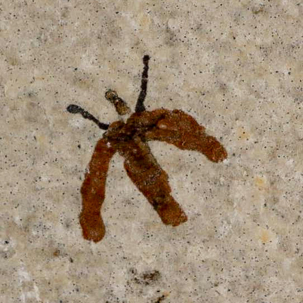 0.4 Detailed Fossil March Fly Insect Green River FM Uintah County UT Eocene Age