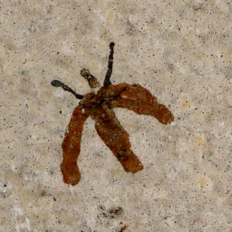 0.4 Detailed Fossil March Fly Insect Green River FM Uintah County UT Eocene Age