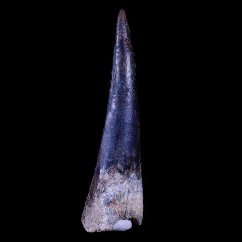 XL 3.4" Spinosaurus Fossil Tooth 100 Mil Yrs Old Cretaceous Dinosaur COA & Stand - Fossil Age Minerals