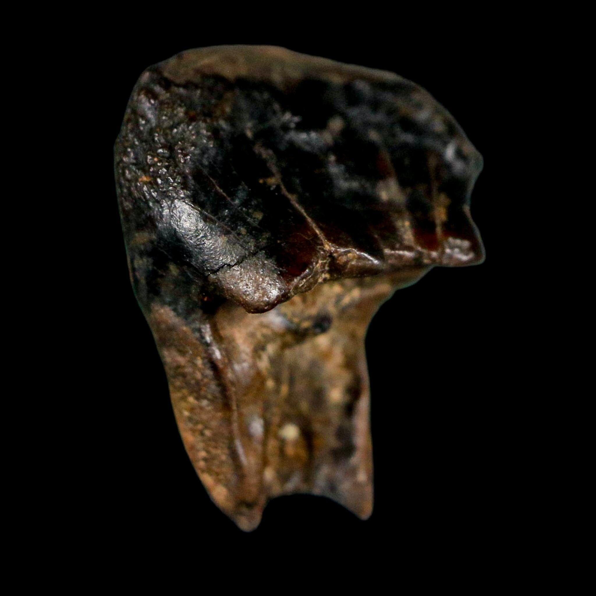 0.7" Triceratops Fossil Crown Tooth Hell Creek FM Cretaceous Dinosaur MT COA - Fossil Age Minerals