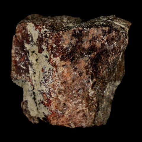 1.3" Maiasaura Hadrosaur Dinosaur Rib Bone Fossil Two Medicine FM Montana COA - Fossil Age Minerals