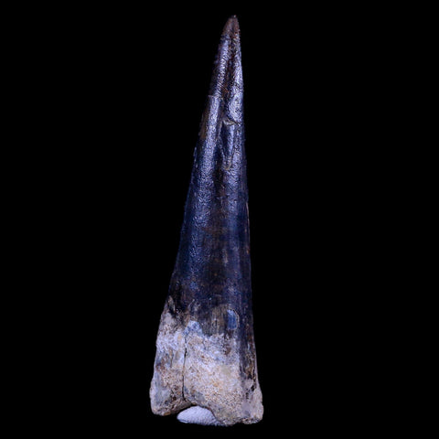 XL 3.4" Spinosaurus Fossil Tooth 100 Mil Yrs Old Cretaceous Dinosaur COA & Stand - Fossil Age Minerals