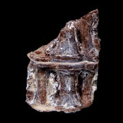 1.5" Xiphactinus Audax Fossil Vertebrae Cretaceous Era Fish Niobrara FM Kansas
