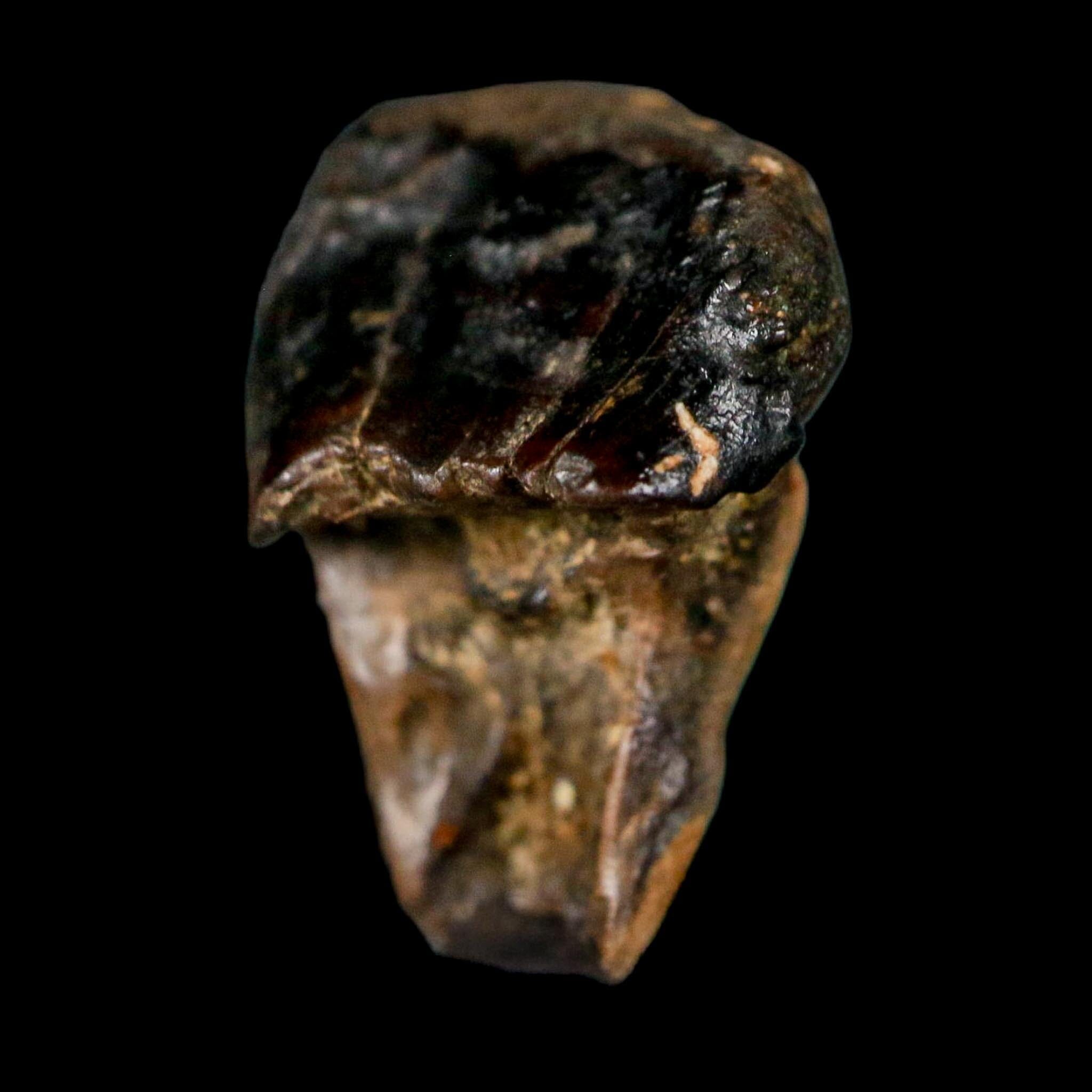 0.7" Triceratops Fossil Crown Tooth Hell Creek FM Cretaceous Dinosaur MT COA - Fossil Age Minerals