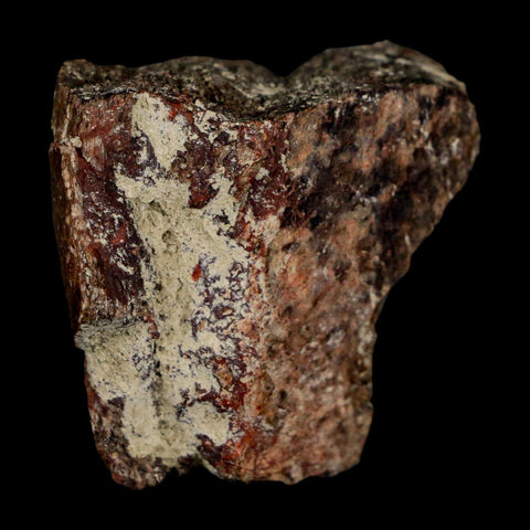 1.3" Maiasaura Hadrosaur Dinosaur Rib Bone Fossil Two Medicine FM Montana COA - Fossil Age Minerals