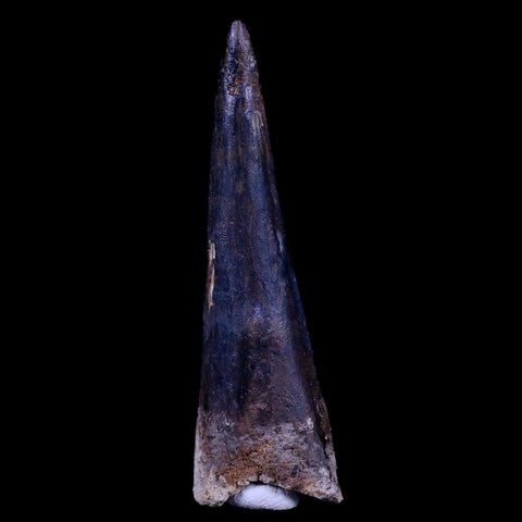 XL 3.4" Spinosaurus Fossil Tooth 100 Mil Yrs Old Cretaceous Dinosaur COA & Stand - Fossil Age Minerals