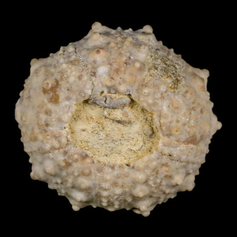 34MM Detailed Fossil Goniopygus Sp Sea Urchin Echinoid Cretaceous Morocco - Fossil Age Minerals