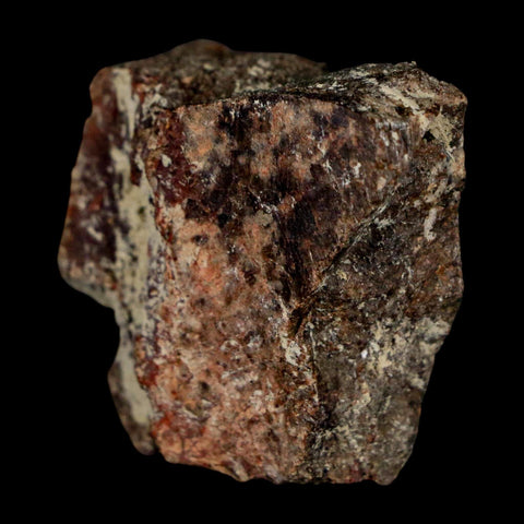 1.3" Maiasaura Hadrosaur Dinosaur Rib Bone Fossil Two Medicine FM Montana COA - Fossil Age Minerals