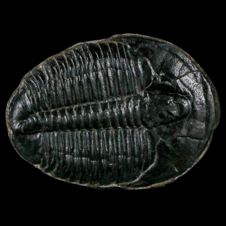 1.2" Elrathia Kingi Trilobite Fossil Utah Cambrian Age 521 Million Years Old COA