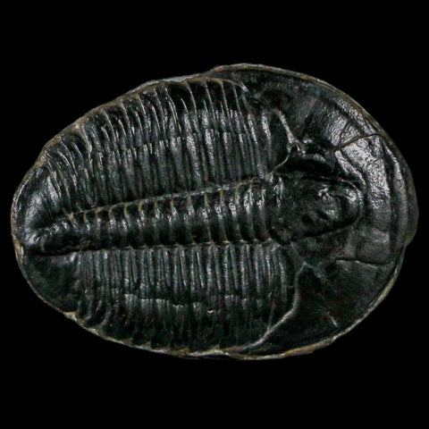 1.2" Elrathia Kingi Trilobite Fossil Utah Cambrian Age 521 Million Years Old COA - Fossil Age Minerals