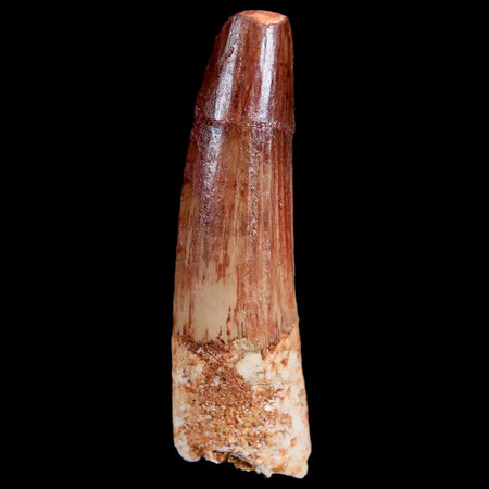 1.9" Spinosaurus Fossil Tooth 100 Mil Yrs Old Cretaceous Dinosaur COA & Stand