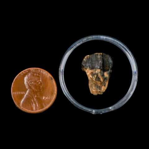 0.7" Triceratops Fossil Crown Tooth Hell Creek FM Cretaceous Dinosaur MT COA