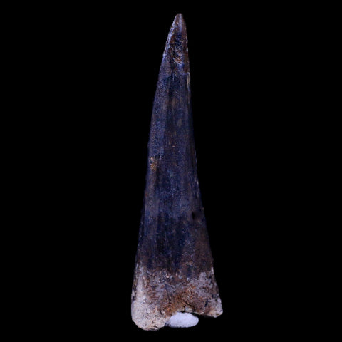 XL 3.4" Spinosaurus Fossil Tooth 100 Mil Yrs Old Cretaceous Dinosaur COA & Stand - Fossil Age Minerals