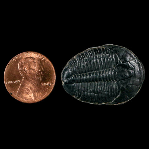 1.2" Elrathia Kingi Trilobite Fossil Utah Cambrian Age 521 Million Years Old COA - Fossil Age Minerals