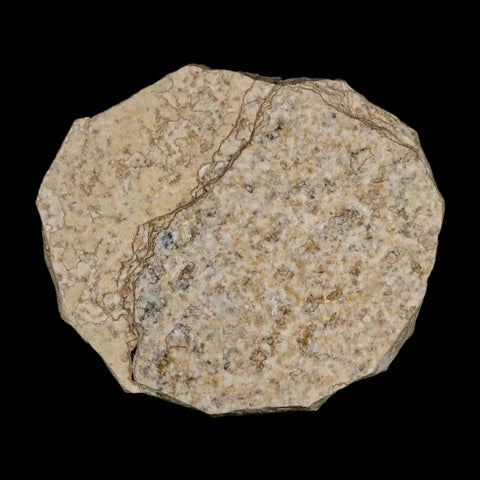 0.4 Detailed Fossil March Fly Insect Green River FM Uintah County UT Eocene Age