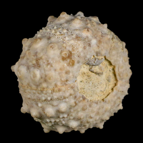 34MM Detailed Fossil Goniopygus Sp Sea Urchin Echinoid Cretaceous Morocco - Fossil Age Minerals