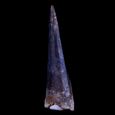 XL 3.4" Spinosaurus Fossil Tooth 100 Mil Yrs Old Cretaceous Dinosaur COA & Stand - Fossil Age Minerals