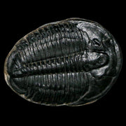 1.2" Elrathia Kingi Trilobite Fossil Utah Cambrian Age 521 Million Years Old COA