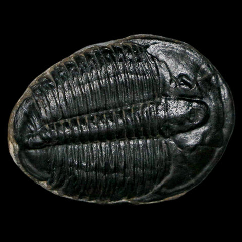 1.2" Elrathia Kingi Trilobite Fossil Utah Cambrian Age 521 Million Years Old COA - Fossil Age Minerals