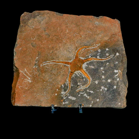 4.1" Brittlestar Ophiura Sp Starfish Fossil Ordovician Age Morocco COA & Stand