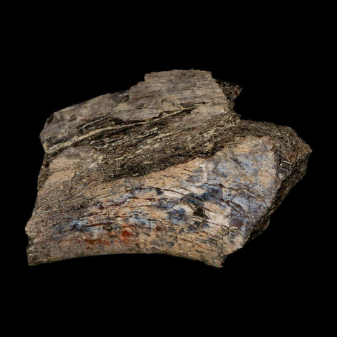 2.1" Maiasaura Hadrosaur Dinosaur Rib Bone Fossil Two Medicine FM Montana COA - Fossil Age Minerals