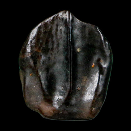0.4" Triceratops Fossil Crown Tooth Hell Creek FM Cretaceous Dinosaur MT COA