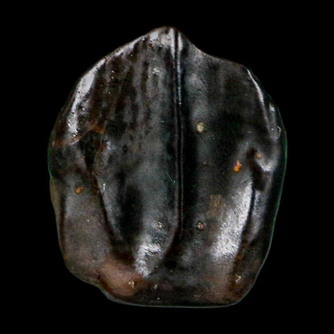 0.4" Triceratops Fossil Crown Tooth Hell Creek FM Cretaceous Dinosaur MT COA