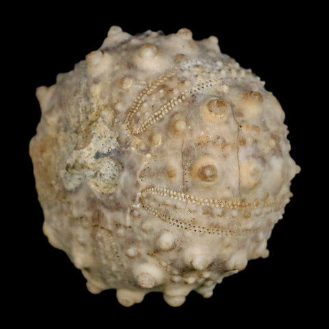 34MM Detailed Fossil Goniopygus Sp Sea Urchin Echinoid Cretaceous Morocco - Fossil Age Minerals