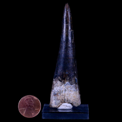 XL 3.4" Spinosaurus Fossil Tooth 100 Mil Yrs Old Cretaceous Dinosaur COA & Stand - Fossil Age Minerals