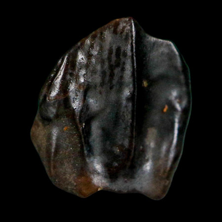 0.4" Triceratops Fossil Crown Tooth Hell Creek FM Cretaceous Dinosaur MT COA