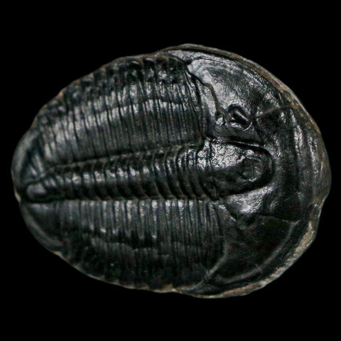 1.2" Elrathia Kingi Trilobite Fossil Utah Cambrian Age 521 Million Years Old COA - Fossil Age Minerals