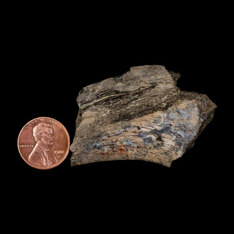 2.1" Maiasaura Hadrosaur Dinosaur Rib Bone Fossil Two Medicine FM Montana COA - Fossil Age Minerals