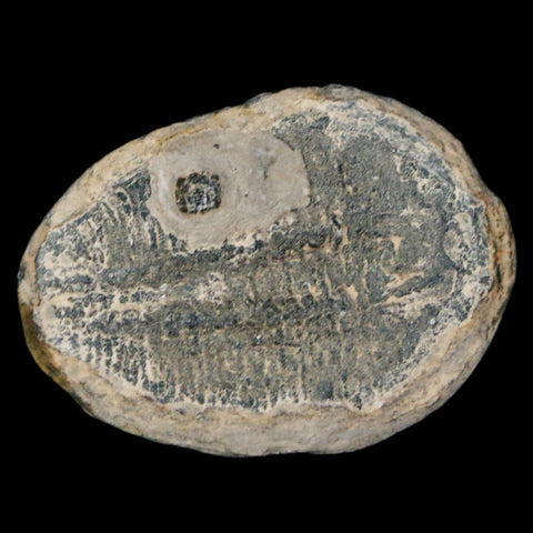 1.2" Elrathia Kingi Trilobite Fossil Utah Cambrian Age 521 Million Years Old COA - Fossil Age Minerals