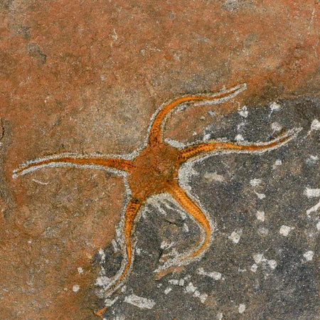 4.1" Brittlestar Ophiura Sp Starfish Fossil Ordovician Age Morocco COA & Stand