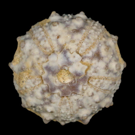 30MM Detailed Fossil Goniopygus Sp Sea Urchin Echinoid Cretaceous Morocco
