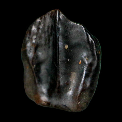 0.4" Triceratops Fossil Crown Tooth Hell Creek FM Cretaceous Dinosaur MT COA