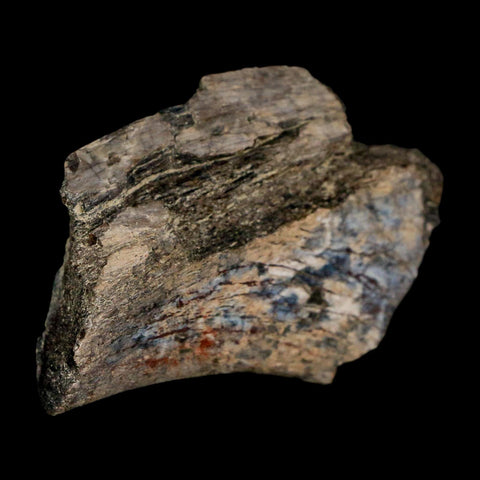 2.1" Maiasaura Hadrosaur Dinosaur Rib Bone Fossil Two Medicine FM Montana COA - Fossil Age Minerals